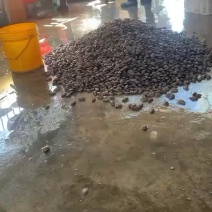 福建漳州云霄花甲油蛤油甲货源一手批发码头价