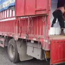 云南丽江夏雪梨又甜又化渣