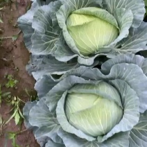 甘蓝，精品甘蓝平包甘蓝好货大量上市，量大价优