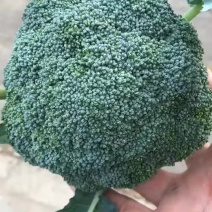 精品蔬菜大量上市需要的联系了