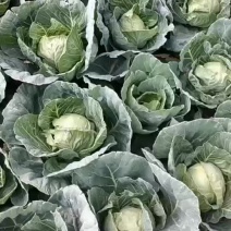 新鲜甘蓝大量上市，个头均匀，鲜嫩可口