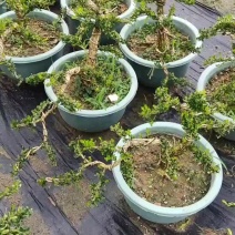 皱皮雀舌黄杨树苗小叶名贵黄杨盆景高档造型庭院阳台盆栽常青