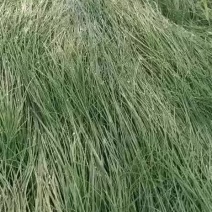粉黛乱子草皮桶苗质优价廉基地直发欢迎咨询