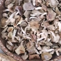 野生梨菇