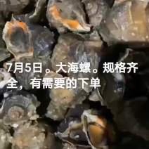 海螺
