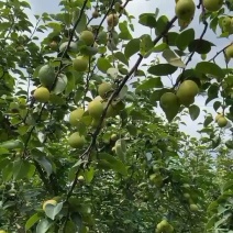 蜜枣梨