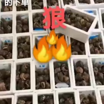 海螺