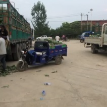 内蒙赤峰陆地，棚瓜，都有，小薄皮，大红瓤。最少13个糖