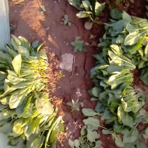 黑苗菠菜