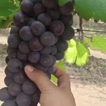 夏黑葡萄