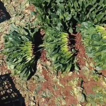 黑苗菠菜