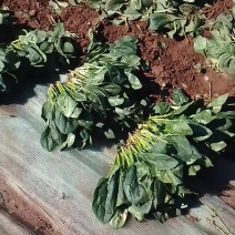 黑苗菠菜