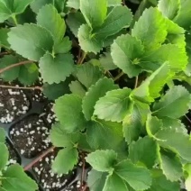 基质草莓苗，裸根苗