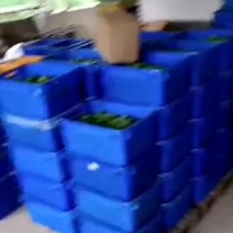 有大量生柠檬