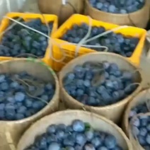 黑李，奈李