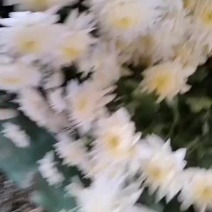 白菊、黄菊