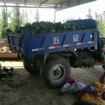 板栗南瓜。