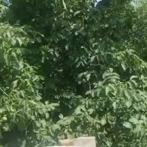 河北邢台大山的核桃。欢迎老板下单。可以来考察。提供食宿