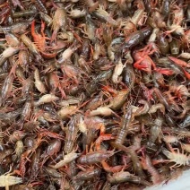 小龙虾种苗，种虾龙虾养殖基地