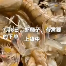 虾爬子