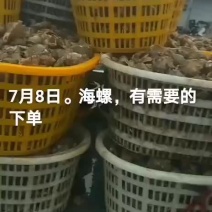 海螺