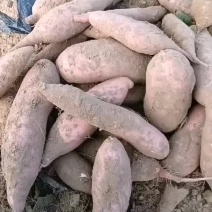 精品龙薯九，沙土地无虫眼