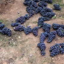 产地葡萄🍇玫瑰香