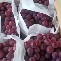 宾川。红提