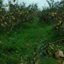 苹果