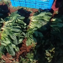 黑苗菠菜