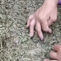 蛇莓干货量大从优干货无杂质欢迎选购！