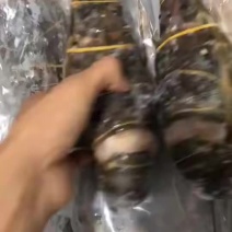 越南小青龙