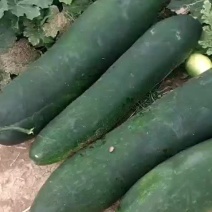 冬瓜