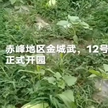 赤峰沙地西瓜