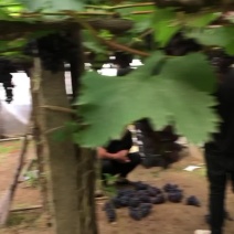 产地葡萄🍇玫瑰香