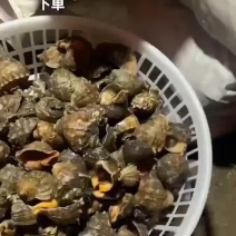 海螺。螃蟹