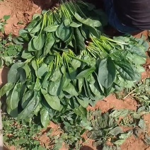 黑苗小菠菜