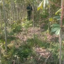 各种规格七叶树