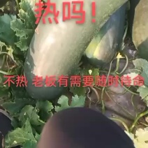 黑皮地冬瓜质量可靠价位低