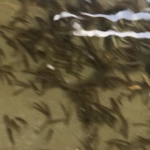 台湾泥鳅苗，杂交泥鳅苗，超低价