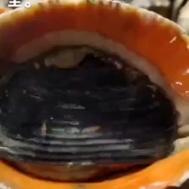 海螺