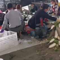 白萝卜