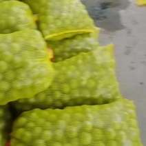 青皮核桃大量供应