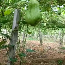 云南大山深处的佛手瓜，自产自销，看上的老板联系