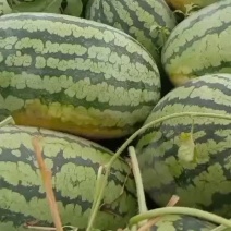 直播苗冠龙西瓜开始上市大量供应质量三包