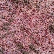 蚯蚓种苗，有需要的欢迎采购。教技术，管回收，欢迎实地考察