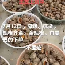 海螺