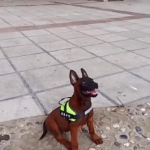 爆红马犬幼犬纯种双血统马犬红马犬黄马犬看家护院大型犬