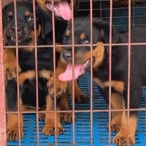 罗威纳幼犬纯种德系罗威纳大型护卫犬宠物狗狗