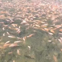 大型养殖基地，紫金